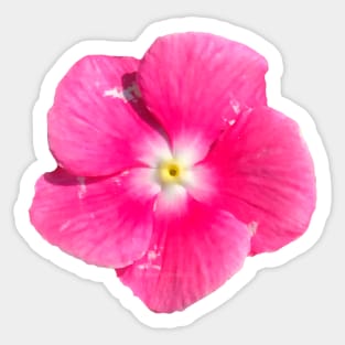 Bright Pink Flower White Yellow Center Sticker